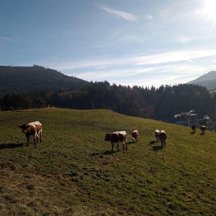 S'Heimatgfuehl Schwarzenberg (Baden-Wurttemberg) Exterior foto